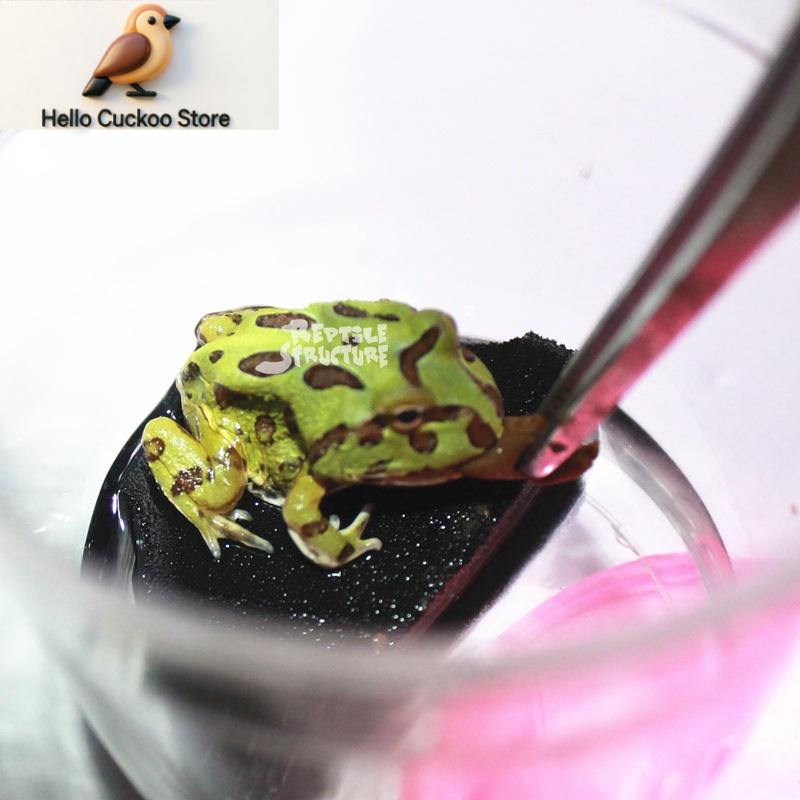 Horned Frog Food Granules Powd - огляд і ціна Calcium Powder Reptile