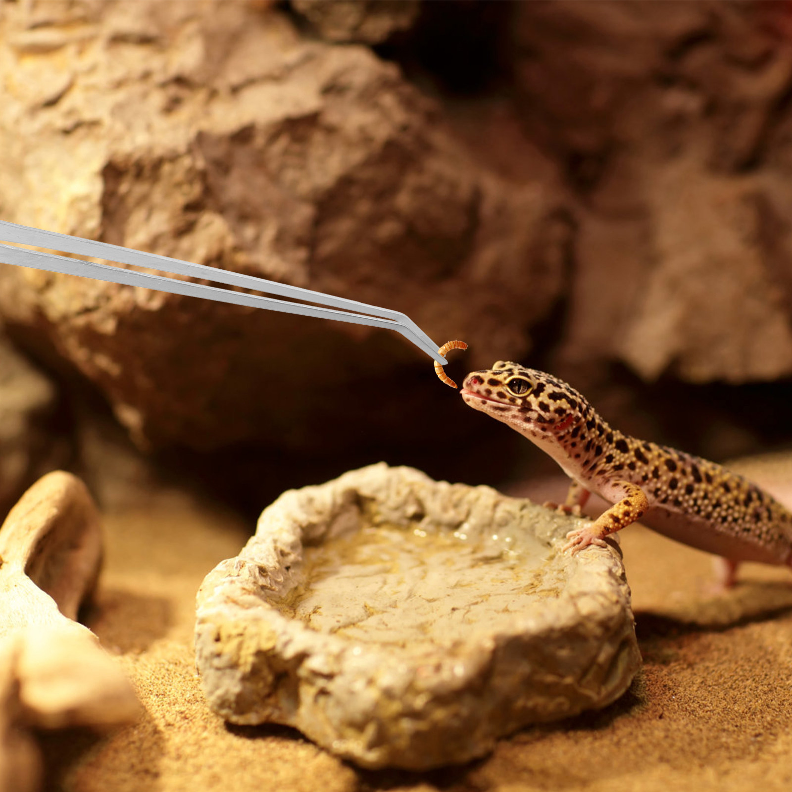 6Pcs Reptile Feeding Tong Stai - огляд і ціна Feeding Tong Stainless
